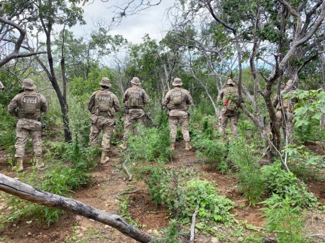 BEPI erradica plantio de maconha com mais de 10 mil ps em operao conjunta com a Polcia Federal em Belm do So Francisco, PE