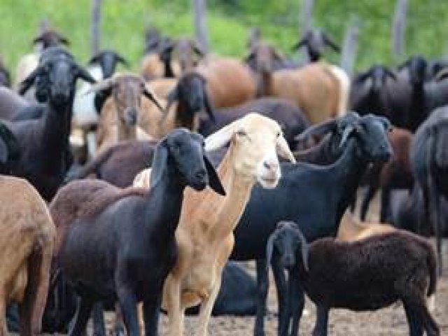 Parceria entre BNB e Embrapa promove aperfeiçoamento de caprinovinocultura em sete estados nordestinos