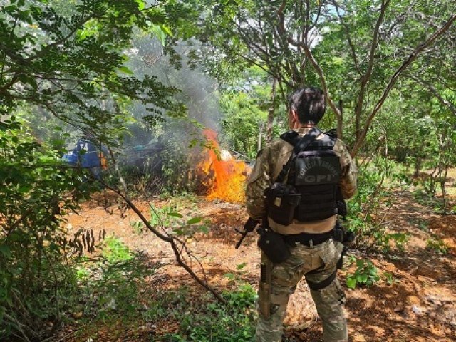 Operação da Polícia Federal erradica 172 mil pés de maconha em Salgueiro e região