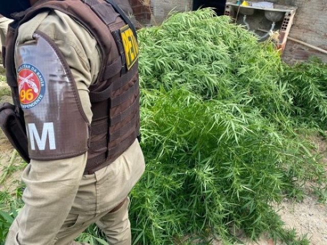 Duzentos ps de maconha so destrudos pela 96 CIPM; plantio era no quintal de uma casa em Sobradinho-BA