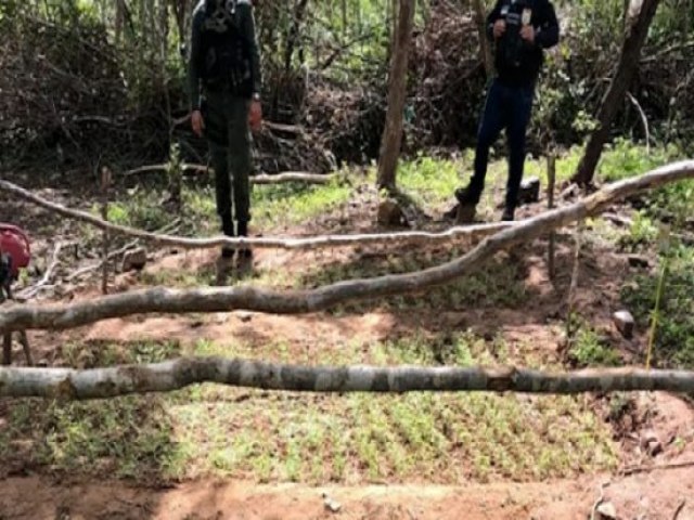 Polícia erradica plantação de maconha com 60 mil pés em fase de crescimento em Carnaubeira da Penha