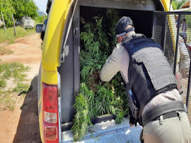 Em Poço das Trincheiras-AL, polícia descobre plantação de maconha com 25 pés, um homem de 42 anos foi preso em flagrante