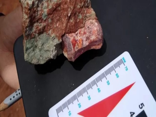 Fóssil Dinossauro encontrado em Ibimirim-PE supera em idade o descoberto em Petrolândia-PE