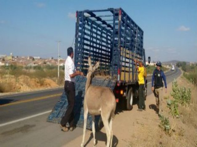 Operao da Polcia Rodoviria Federal recolheu animais em rodovias no Serto de PE