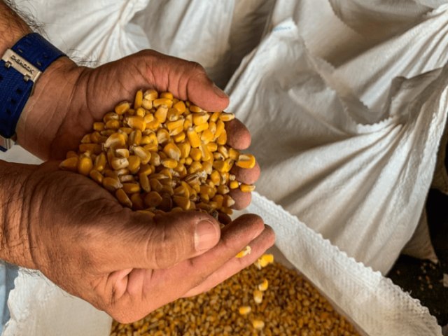 Produo de milho em Pernambuco deve alcanar 141 mil toneladas na safra 2020/21; Agreste e Serto so destaques