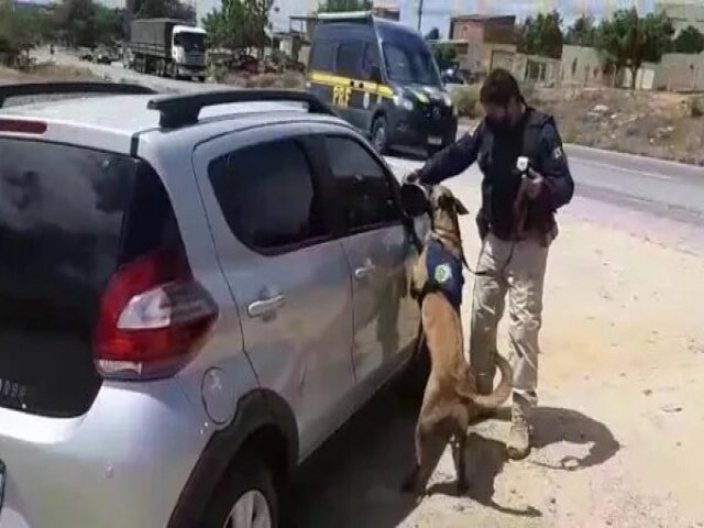 Salgueiro (PE): Dois homens so detidos, aps co farejador encontrar arma escondida em veculo