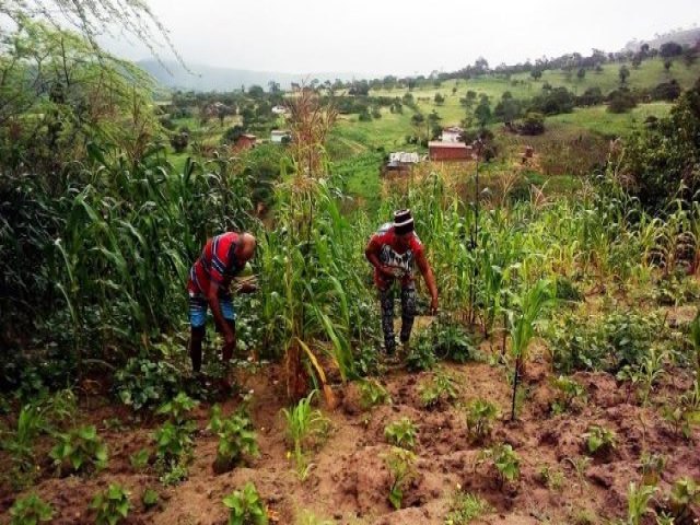 Agricultores familiares de PE j podem aderir ao Garantia-Safra 2021-2022