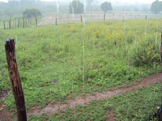 Registros de chuva em vários municípios do Sertão de Pernambuco; chove 143mm em Ipubi e 109mm em Terra Nova