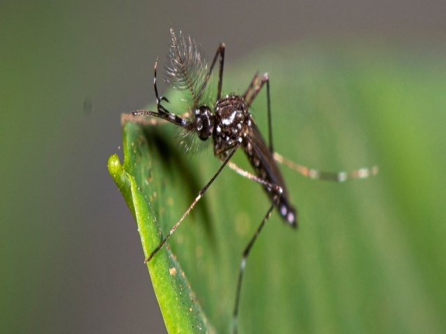 Em Pernambuco casos de dengue crescem e acendem o sinal de alerta