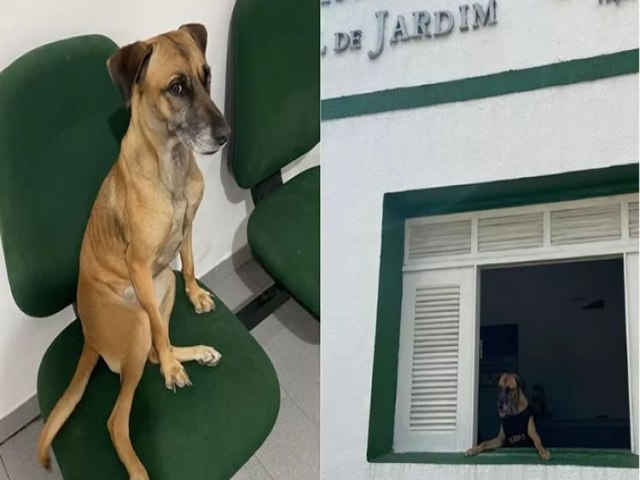 Cadela vira 'policial civil canina' após ser adotada em delegacia na cidade de Jardim-CE