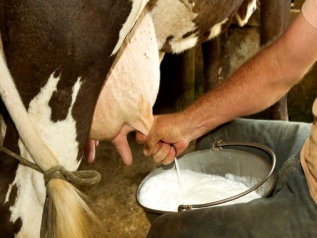 A pecuria de leite no Serto de Pernambuco pode se constituir em uma boa opo de negcios