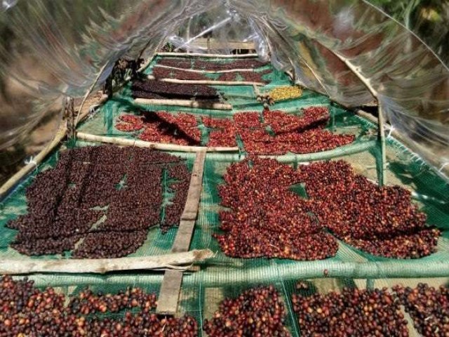 Triunfo, no Serto de Pernambuco, torna-se exportador de caf especial