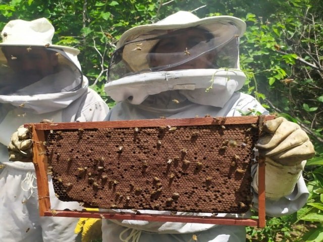 No Serto de Pernambuco, apicultores se reinventam aps a seca, resgatam empregos e natureza