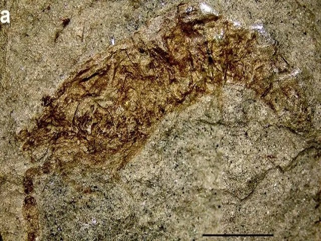 Pesquisadores descobrem fssil raro de camaro de 120 milhes de anos no serto nordestino