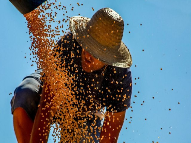 Brasil pode se tornar o maior exportador de milho do mundo, apontam projees