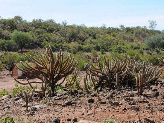 Comisso de Meio Ambiente do Senado promover debate sobre caatinga