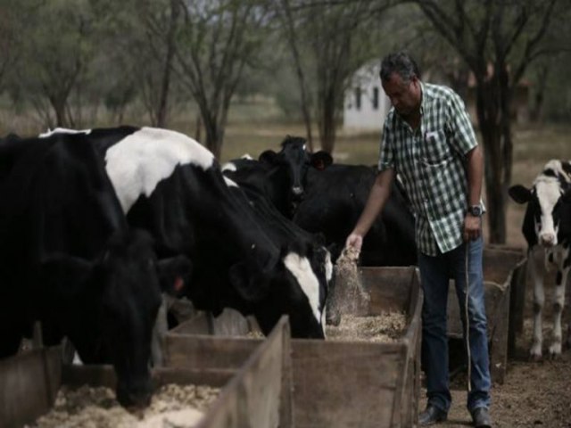 Equipe da Univasf examina rebanho bovino de Bodoc, aps mortes de animais