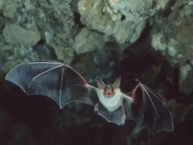 Secretaria Estadual de Sade emite nota oficial sobre vrus da raiva em morcego