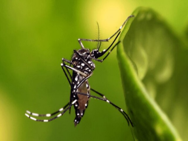 Nova vacina contra a dengue chegar ao Brasil na prxima semana