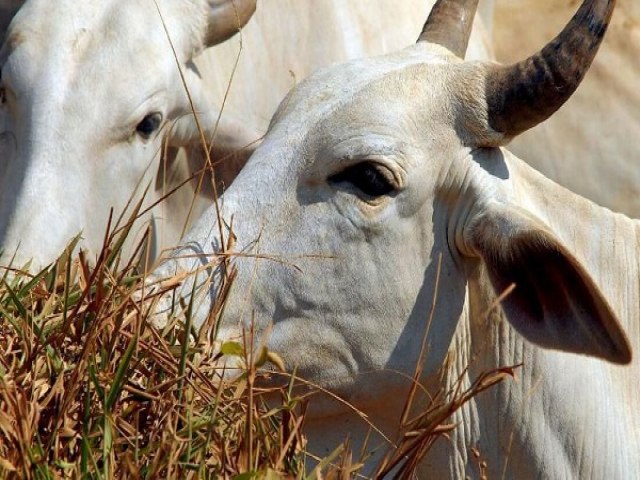 Brasil tem mais boi do que gente: rebanho atinge recorde de 234,4 milhes