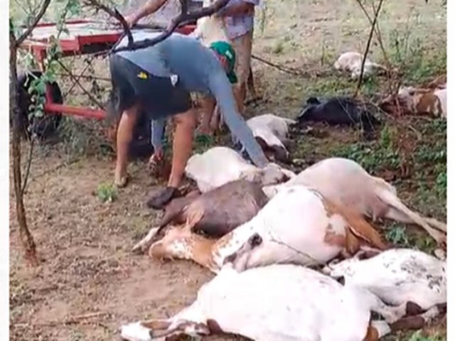 Durante chuvas dessa segunda-feira raio causa a morte de dezesseis caprinos na zona rural de Petrolina