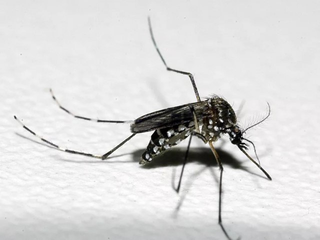 Brasil  pas com mais casos de dengue no mundo, mostram dados da OMS