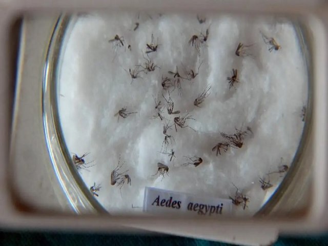 El Nio e altas temperaturas favorecem aumento de casos de dengue