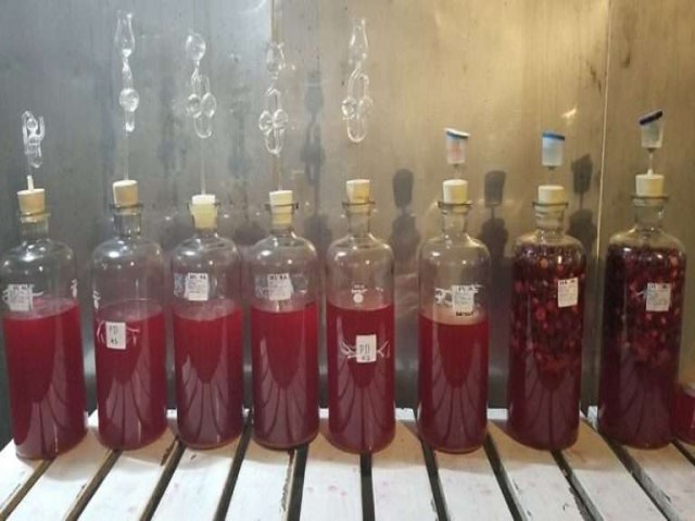 Cientistas da Embrapa desenvolve fermentado de acerola no Serto de Pernambuco
