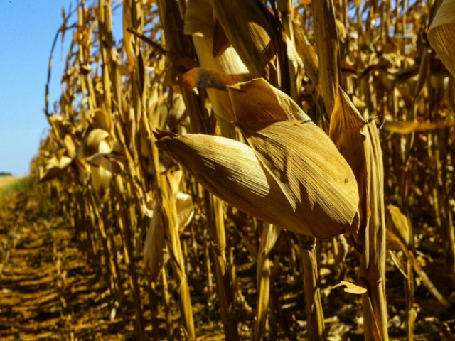 Safra de gros mantm queda e estoque de milho recua 22% no ano