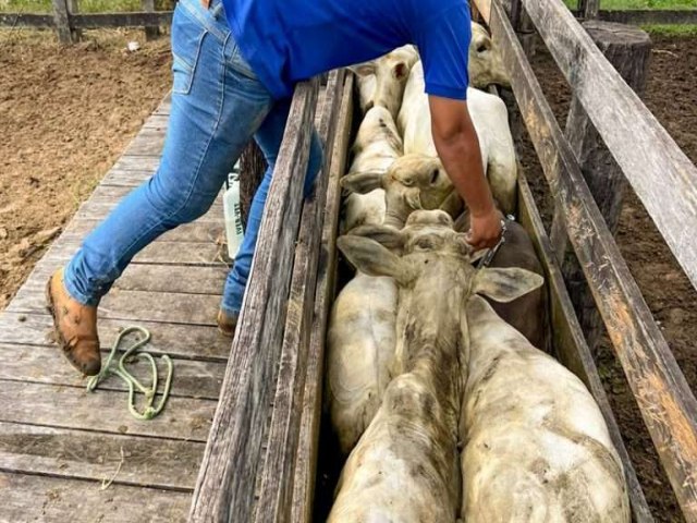 Pernambuco busca certificado de estado livre de febre aftosa