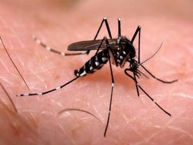 Secretaria de Sade de PE confirma 2 morte por dengue no Estado, tendo como vtima paciente de Moreilndia
