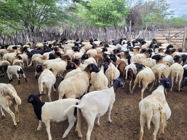 Produtores rurais do Serto de Pernambuco recebem selo de inspeo sanitria municipal