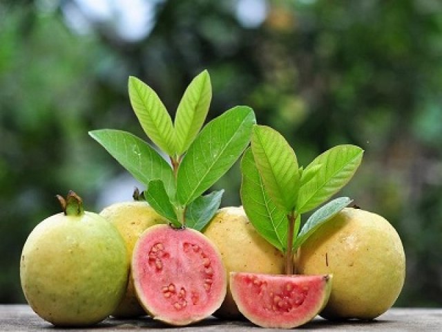 SENAR-PE realiza Dia de Campo sobre a cultura da goiaba em Cedro