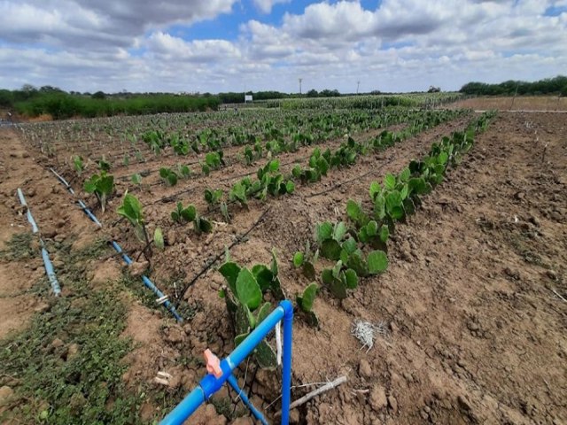 Projeto da Compesa reutiliza guas de esgoto na agricultura de Parnamirim