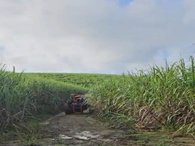 Canaviais de Pernambuco: Coaf prev moagem de quase 1 milho de toneladas de cana com safra recorde prevista para o estado