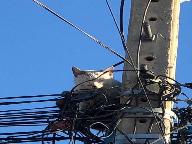 Tcnicos da Neoenergia salvam gato que estava h mais de 24h preso em poste, em Petrolina