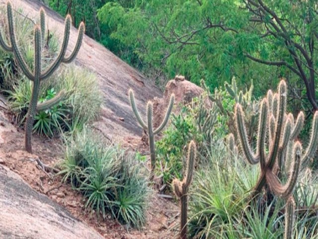 Vegetao inteligente e riqueza cultural: a Caatinga que  muito mais que seca e escassez