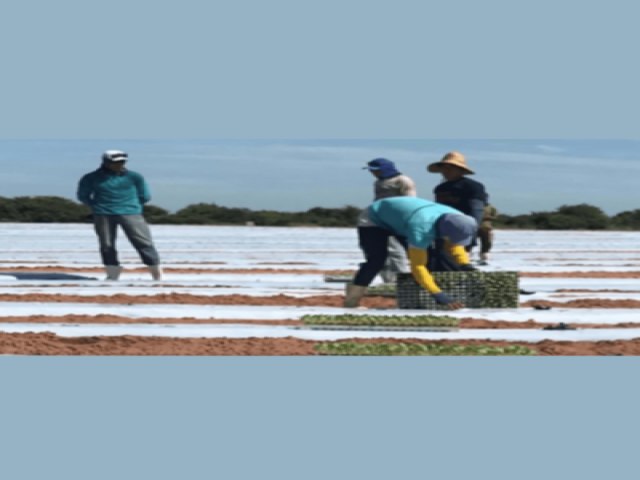 Irrigantes e aquicultores do Serto do Estado podem perder desconto de at 90% na conta de energia eltrica