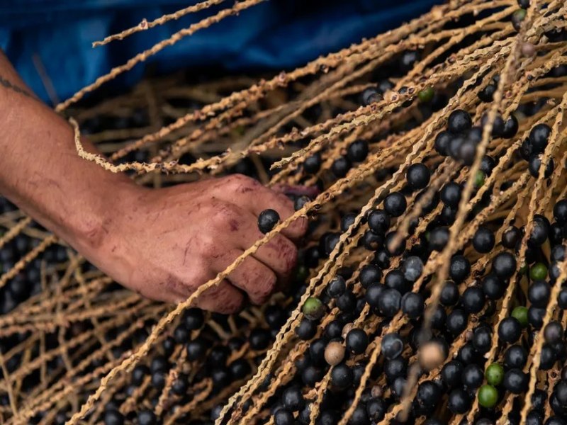 Ranking internacional classifica 3 frutas brasileiras entre as 100 melhores do mundo; veja quais so