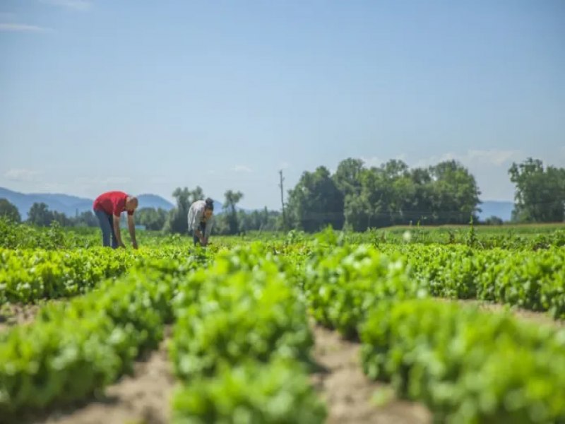 Raquel Lyra envia R$ 60 milhes ao IPA para fazer agricultura familiar no interior