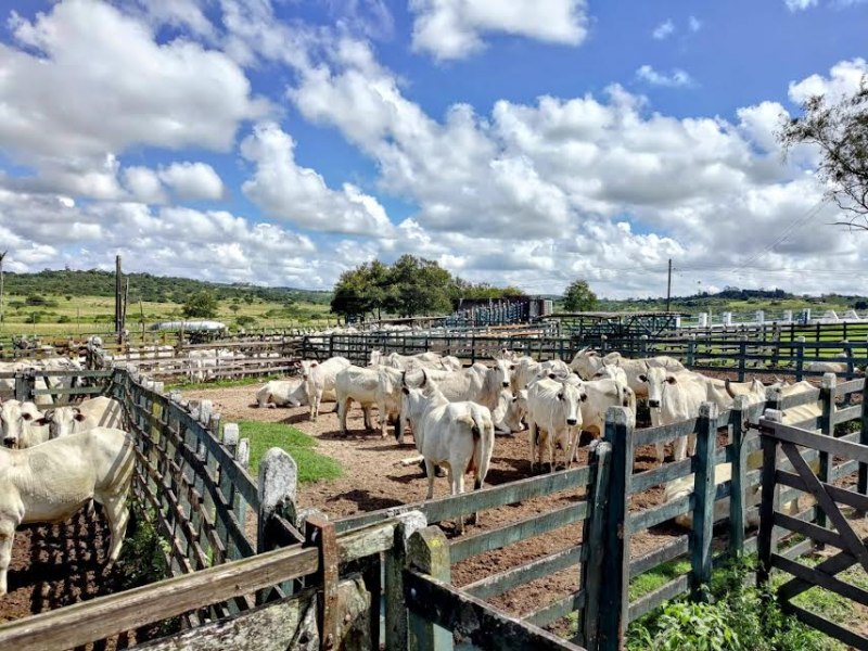 Adagro convoca produtores para atualizar o cadastro dos animais e das propriedades