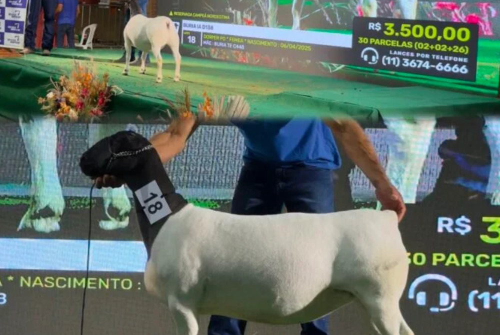 Dormentes (PE): Leil�es virtuais da CAPRISHOW 2026 batem recorde e superam expectativas