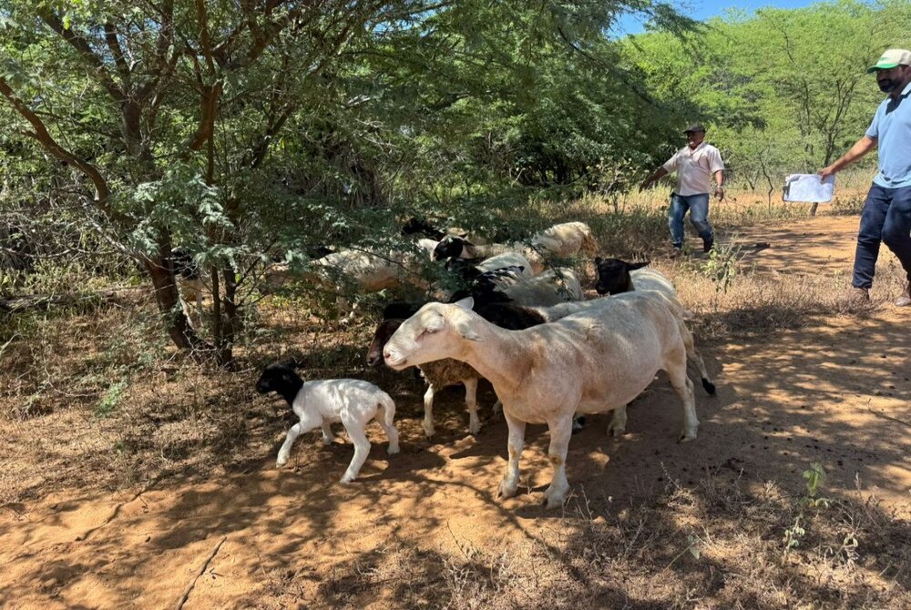 Carne ovina transforma tradi��o sertaneja em s�mbolo de renda e identidade cultural