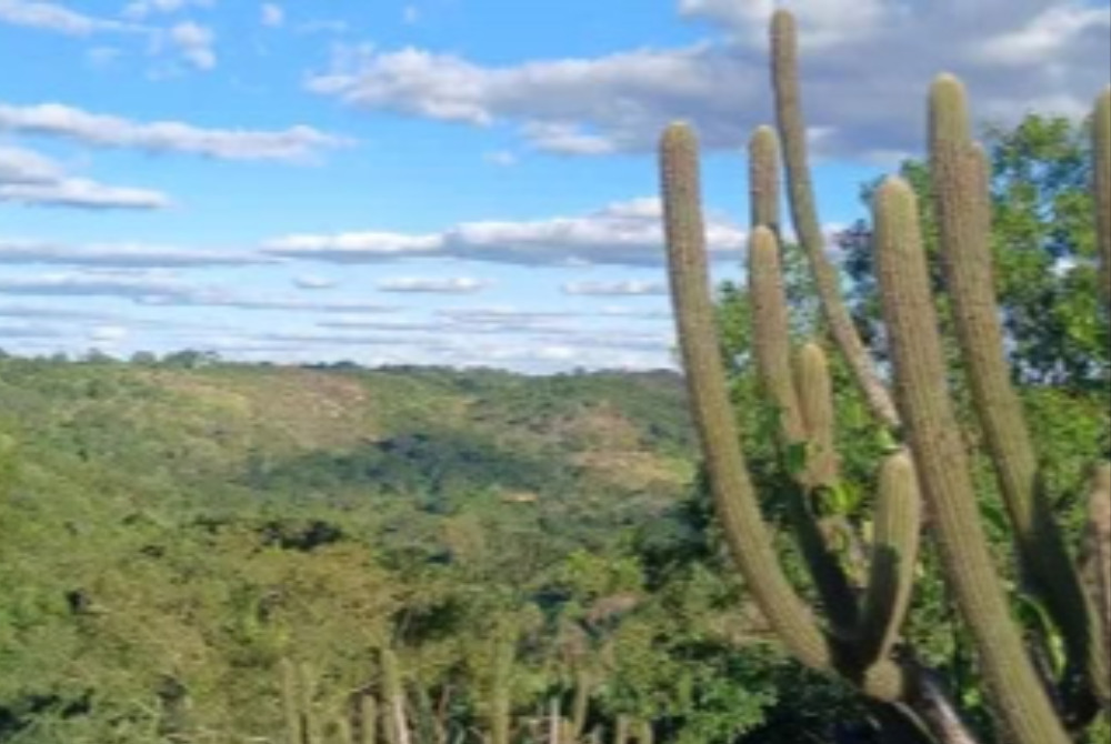 Pernambuco poder� ampliar em 15 mil hectares a �rea protegida na Caatinga