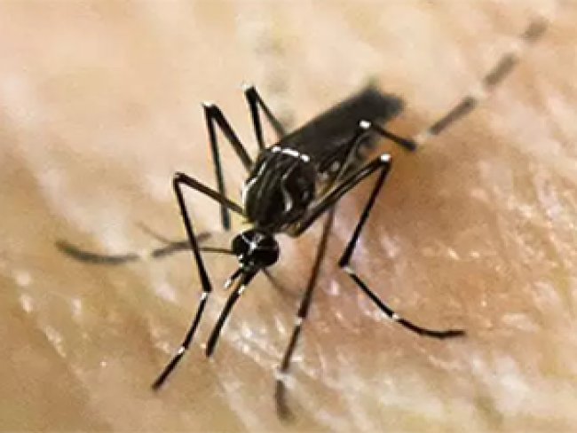 Conheça o vírus mayaro: a nova ameaça do mosquito Aedes aegypti