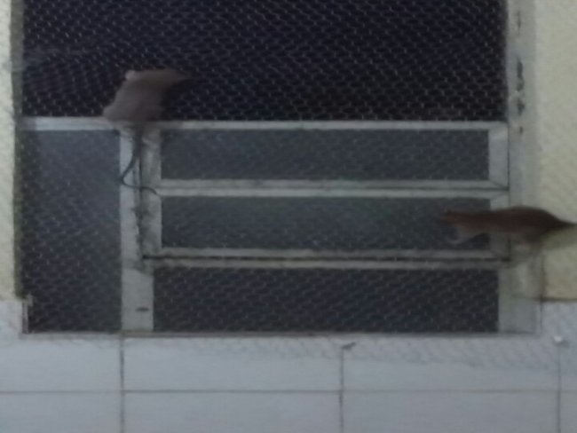 Ratos invadem cozinha da Central de Flagrantes e bebem água de bebedouros