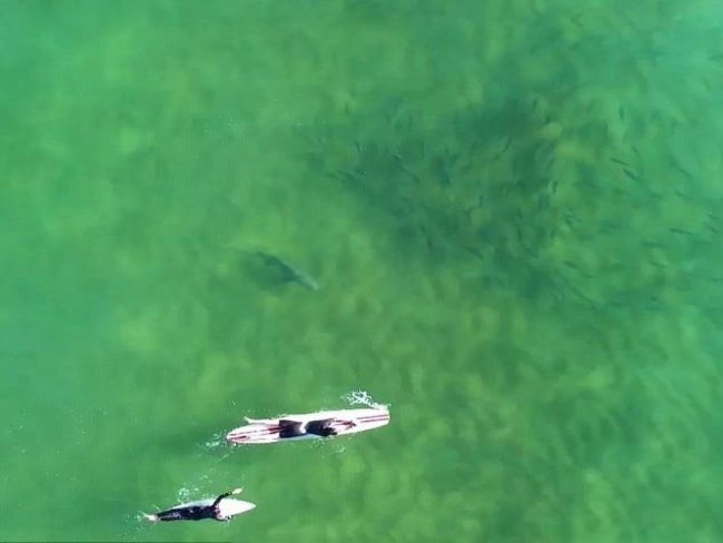 Surfistas nadam junto com tubarão sem notar presença do animal..VEJA O VÍDEO