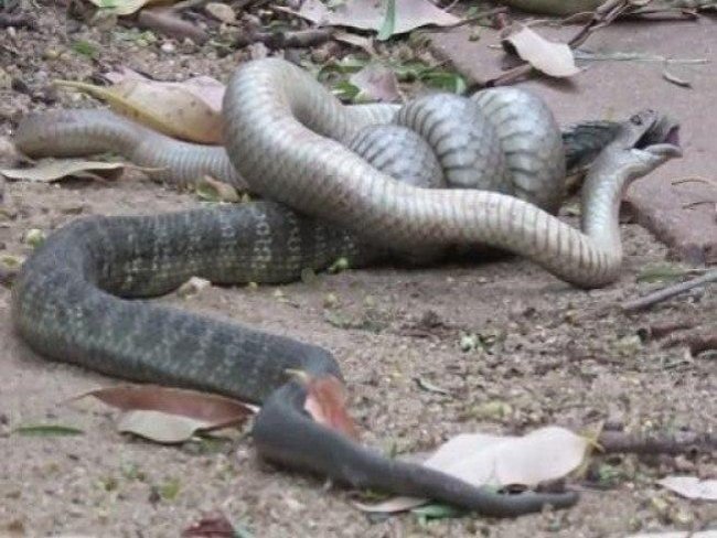 Mulher flagra briga mortal entre cobras venenosas no jardim de casa