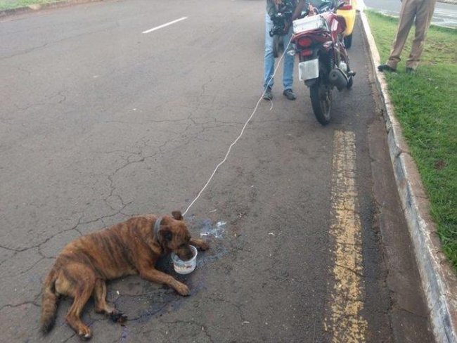 Homem é preso após arrastar cachorro preso a motocicleta