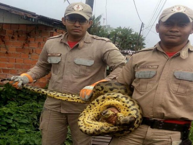 Cobra sucuri de 3 metros é encontrada em galinheiro de casa
